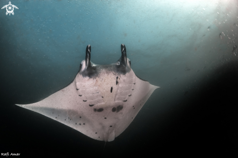 A Manta Ray