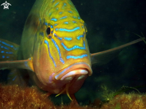 A Southern Goatfish