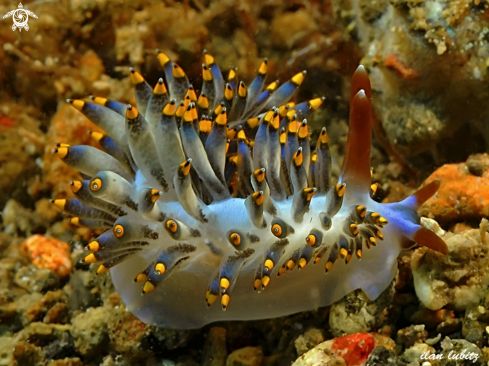 A Trinchesia yamasui | nudibranch