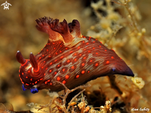 A nudibranch