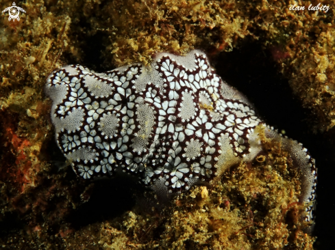 A colonial ascidian | Sea Squirt