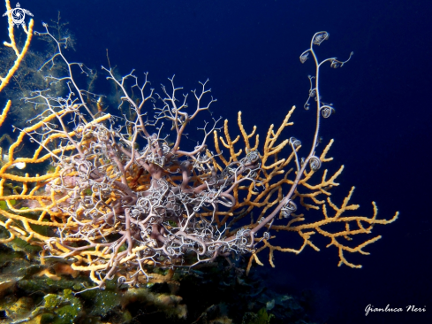 A Astrospartus mediterraneus | Stella gorgone