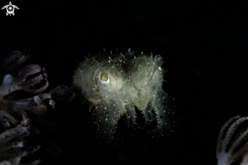 A Cuttlefish