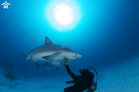 A carcharedon cacharis | Bull shark