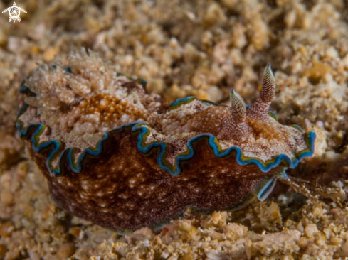 A Glossodoris Cincta