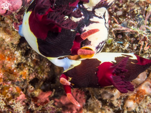 A Nembrotha Chamberlaini | Nembrotha Chamberlaini