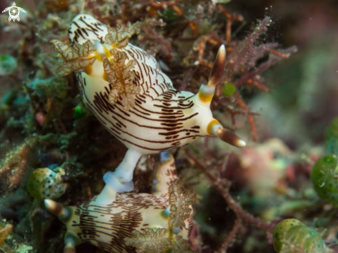 A Nembrotha Lineolata | Nembrotha Lineolata