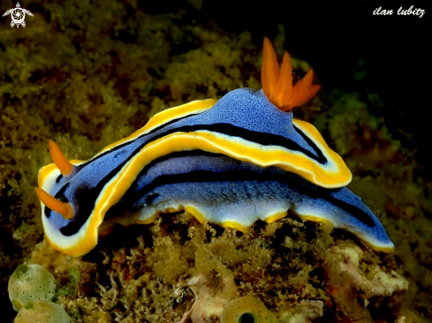 A Chromodoris annae | nudibranch