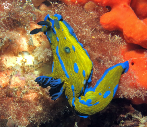 A Tambja verconis | Verco's Nudibranch