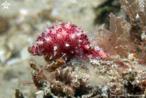 A Banded Egg Cowry