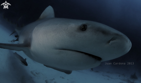 A Bull shark