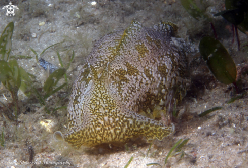 A Geographic Sea Hare