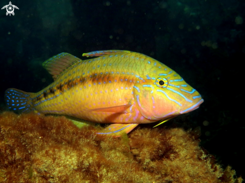 A Southern Goatfish