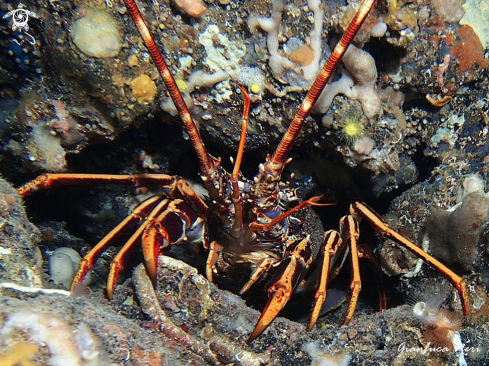 A Palinurus elephas | Aragosta