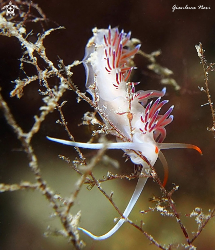 A Cratena peregrina | Cratena peregrina