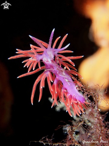 A Flabellina