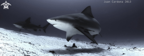 A Bull shark