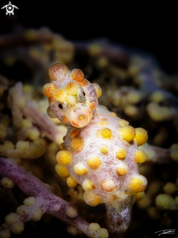 A Pygmy Seahorse