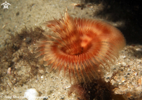 A Tube worm