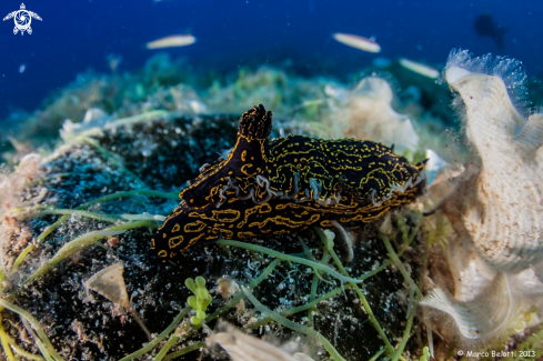 A nudibranch