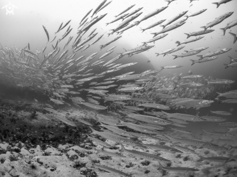 A Chevron Barracuda