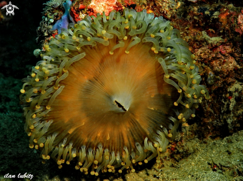 A Pseudocorynactis sp. 1 | Corallimorphs
