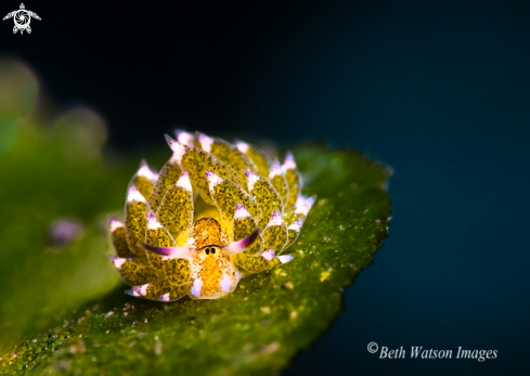 A Costasiella kuroshimae | Kuro sapsucking slug