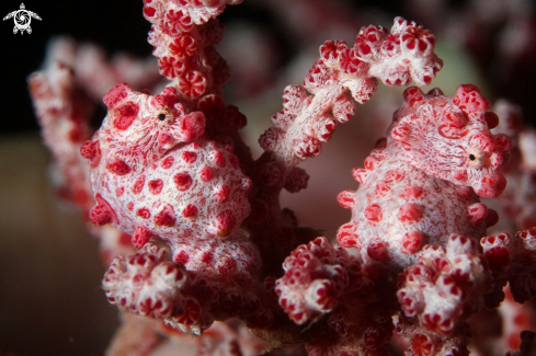 A Pigmy Sea Horse