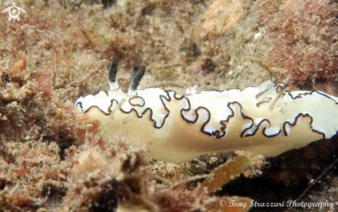 A Black-Margined Glossodoris