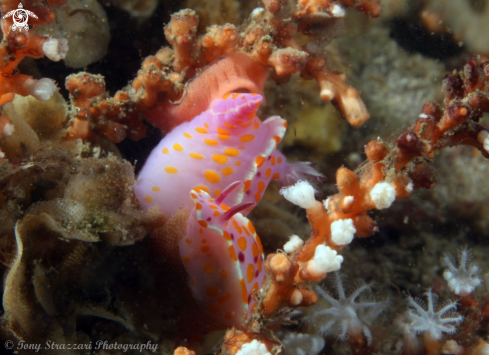 A Sweet Ceratosoma