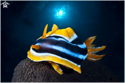 A Nudibranch