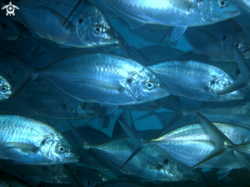 A Pseudocaranx georgianus | Silver Trevally