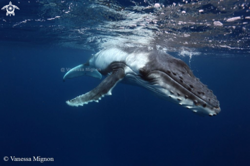 A Humpback whale