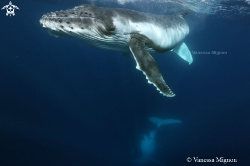 A Humpback whale