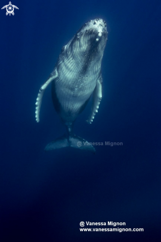 A Humpback whale