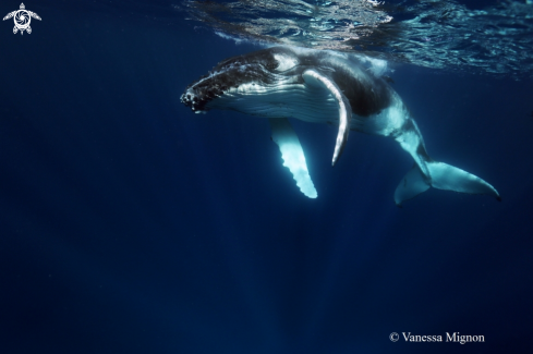 A Humpback whale