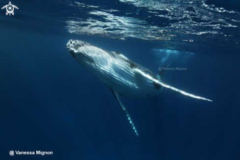 A Humpback whale