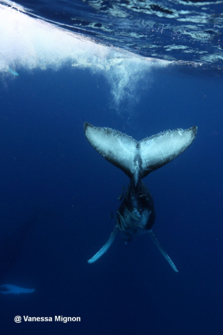 A Humpback whale