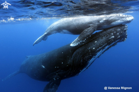 A Humpback whale