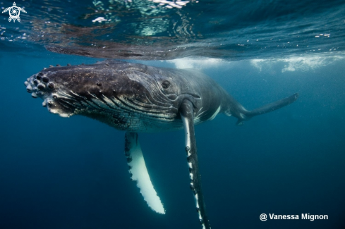 A Humpback whale