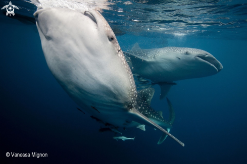 A Whale shark