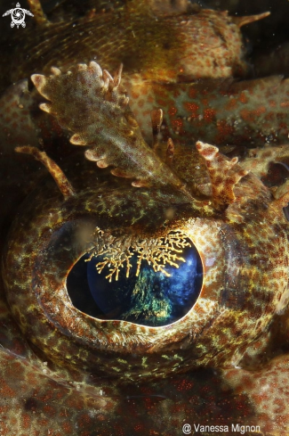 A Crocodile fish