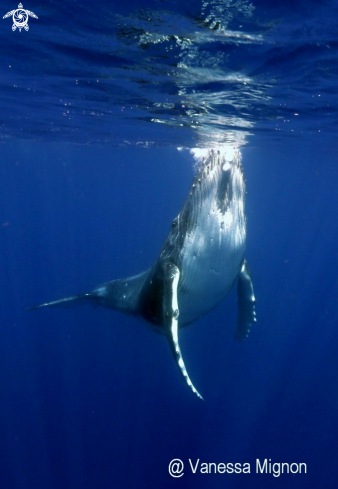 A Humpback whale