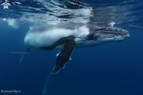 A Humpback whale