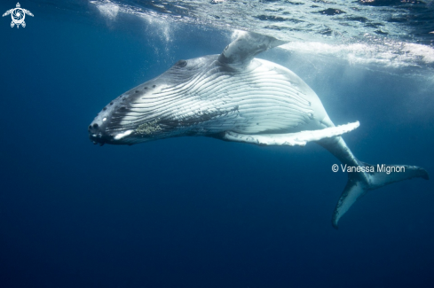 A Humpback whale