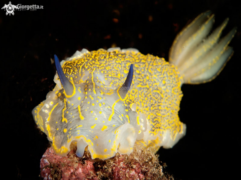 A Hipselodoris Picta | nudibranch