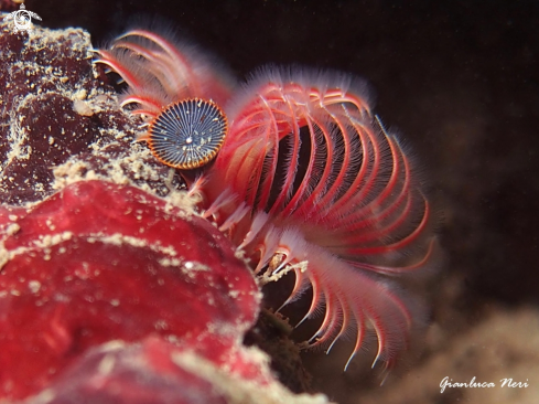 A Serpula vermicularis | Serpula