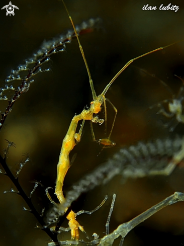 A Caprellidae | skeleton shrimp
