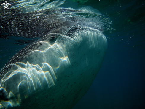 A Whale shark