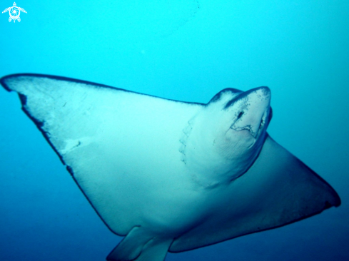 A Eagle ray-aquila di mare